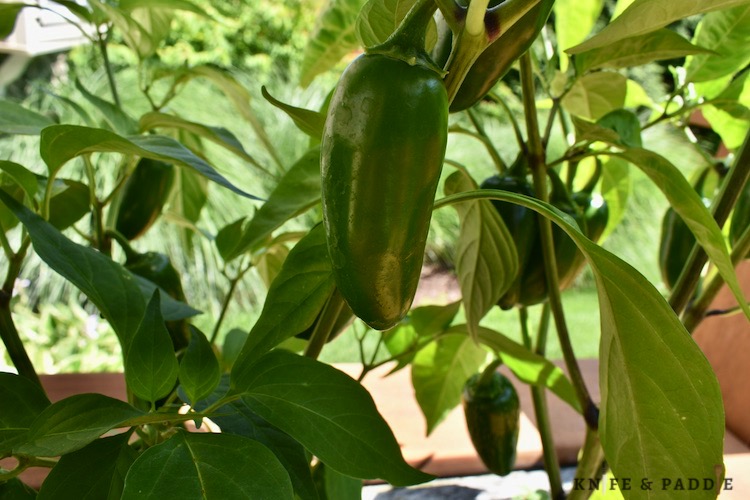 Jalapeño plant 